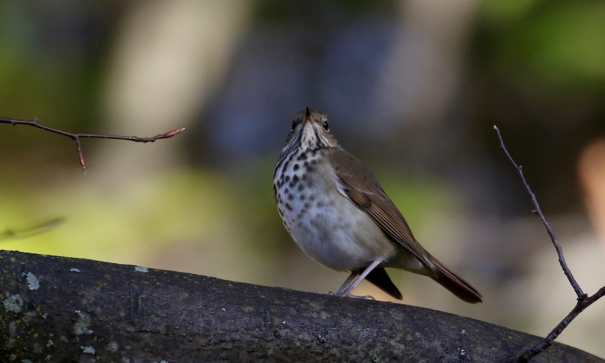 Hermit Thrush (faxoni/crymophilus) - ML269609121