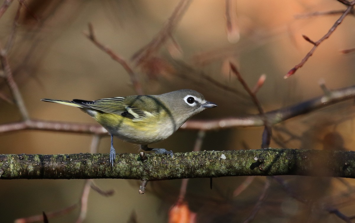 Blue-headed Vireo - ML269609221