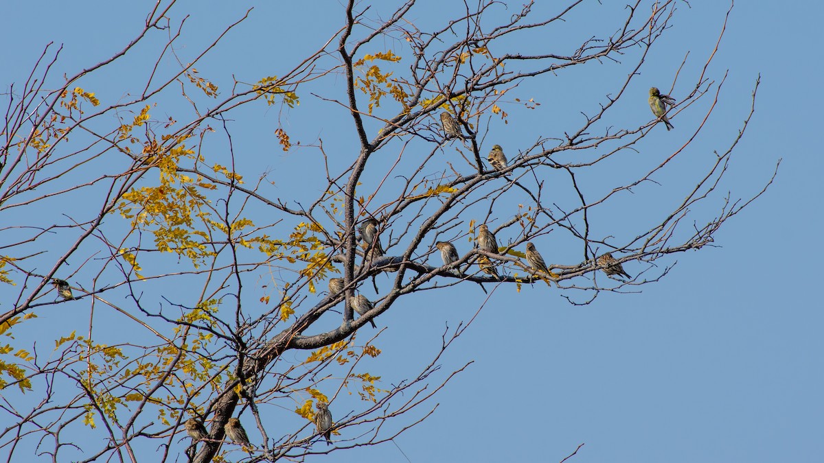 Pine Siskin - ML269609281