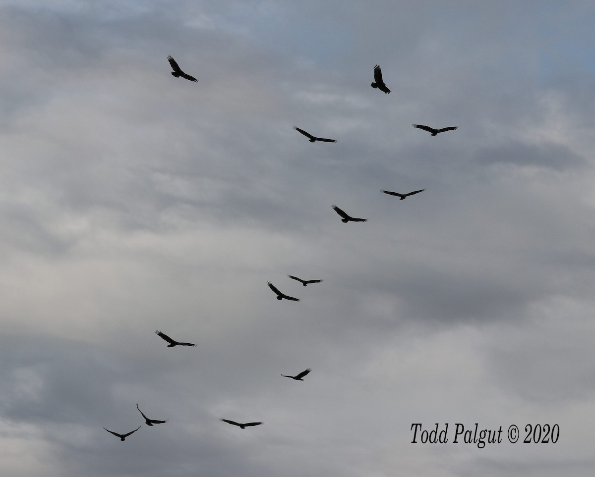 Turkey Vulture - ML269611301