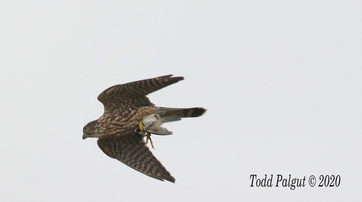 Підсоколик малий - ML269611681