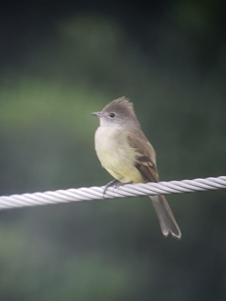 Yellow-bellied Elaenia - Nicolás  Molina