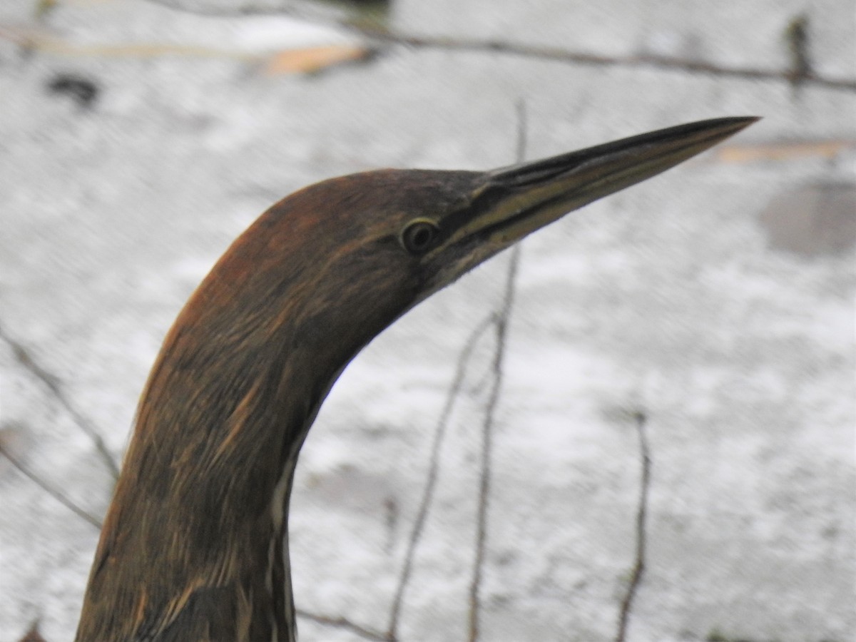 American Bittern - ML269616121