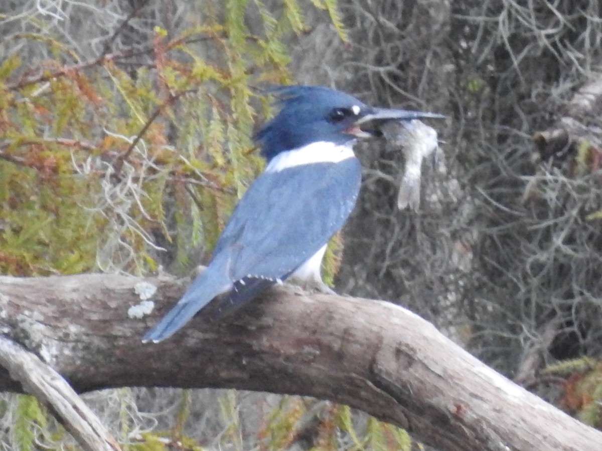 Belted Kingfisher - ML269617191