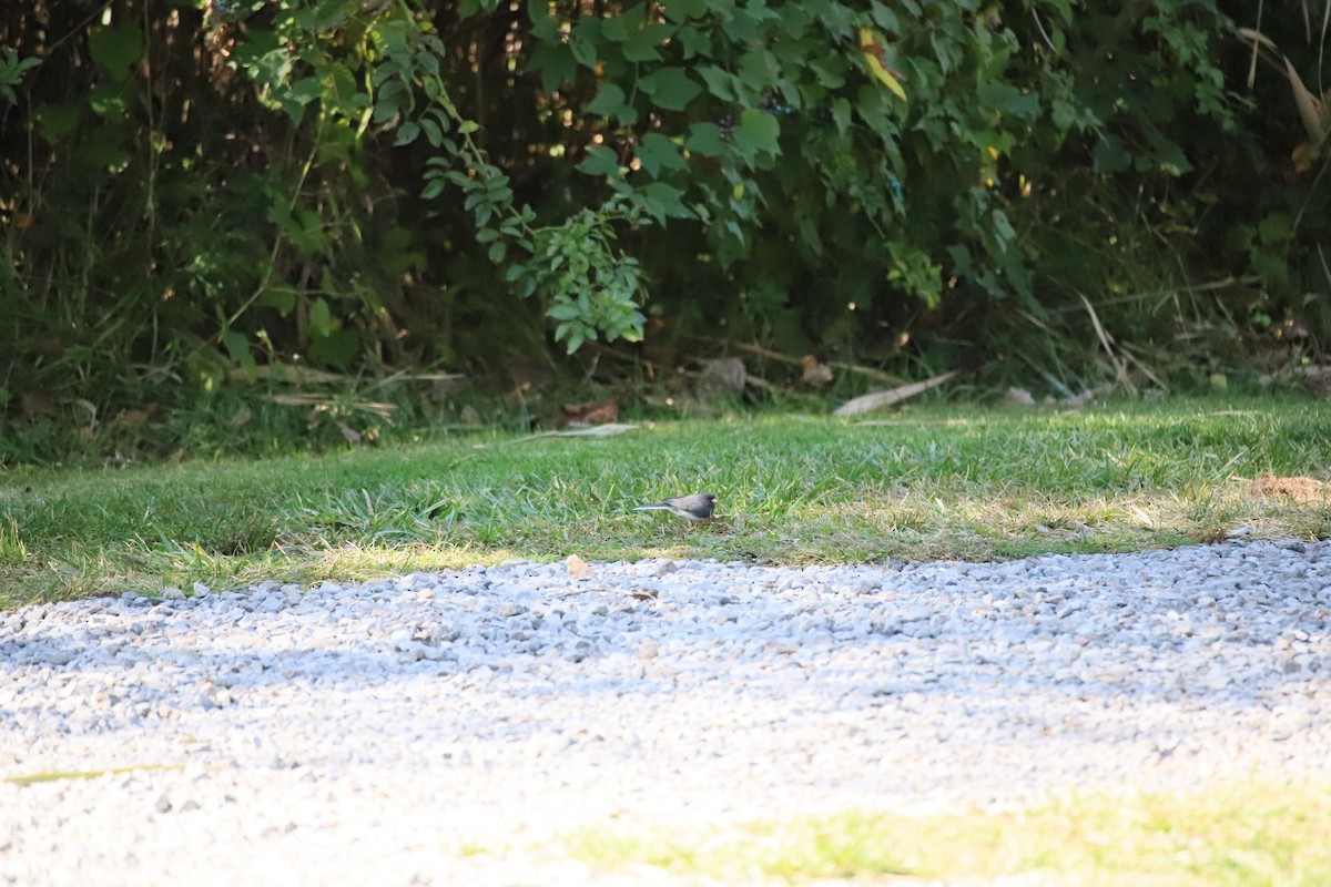 Dark-eyed Junco - ML269617641