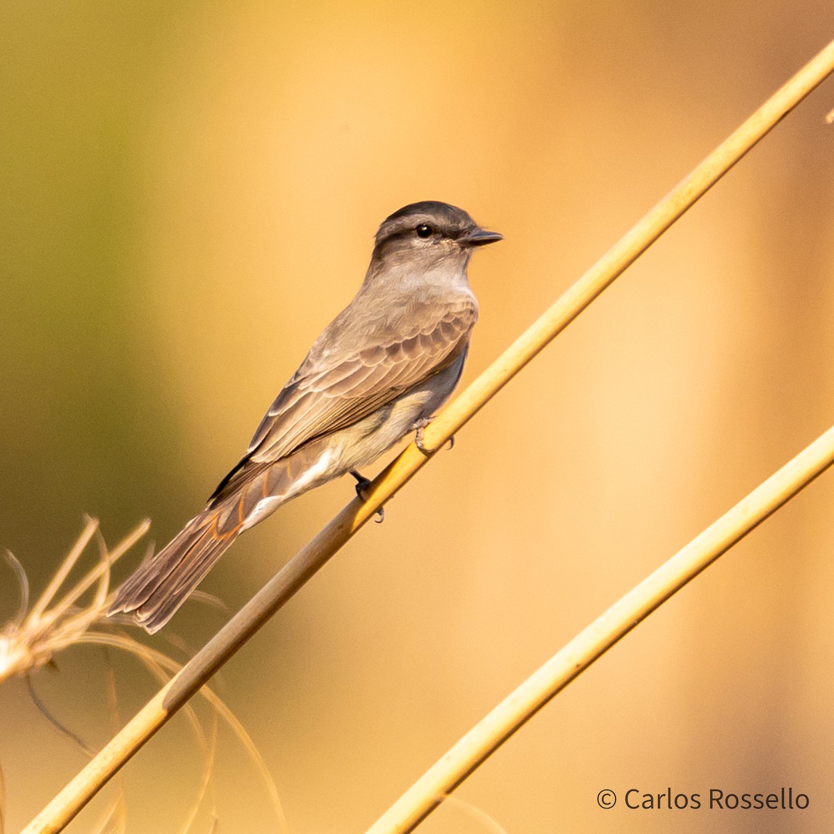 Crowned Slaty Flycatcher - ML269617781