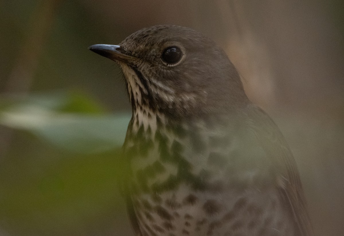 Hermit Thrush - ML269618831