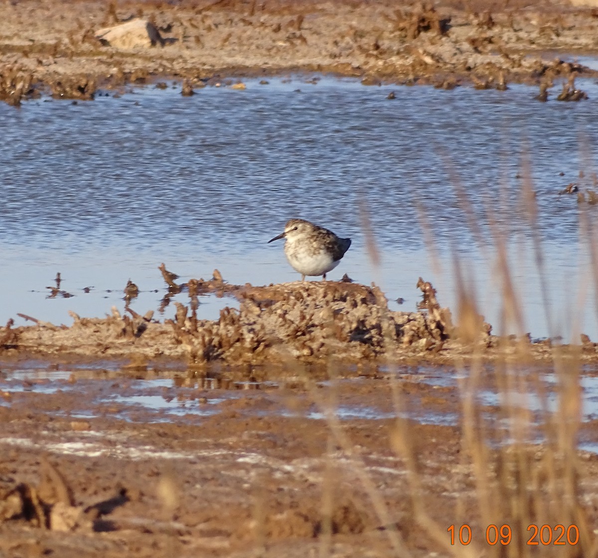 Least Sandpiper - ML269620821