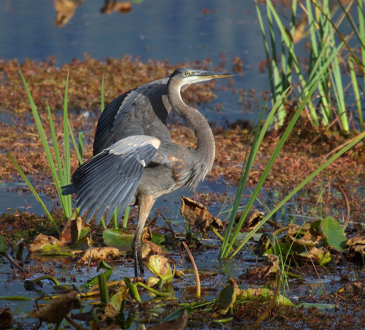 Great Blue Heron - ML269622721