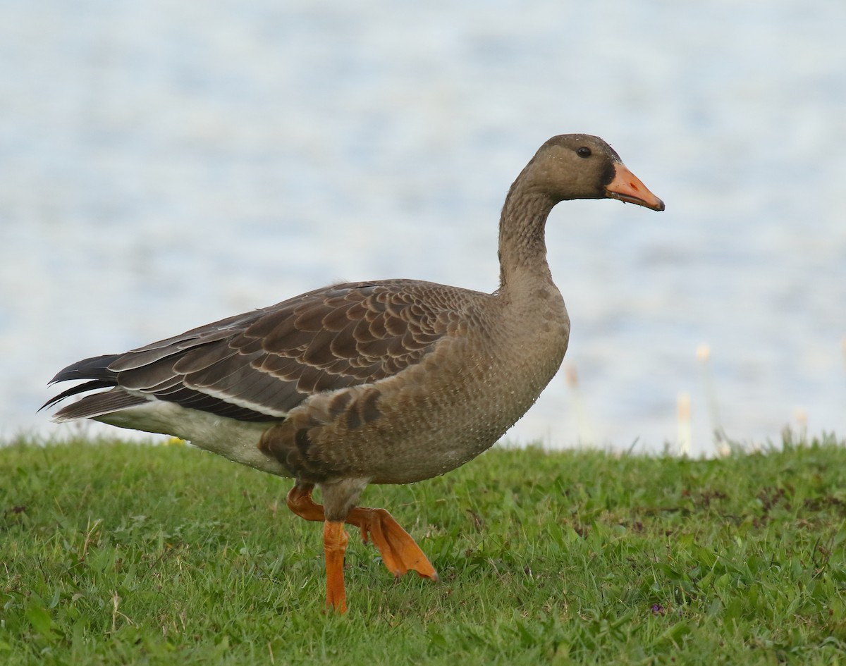 Greater White-fronted Goose - Greg Gillson