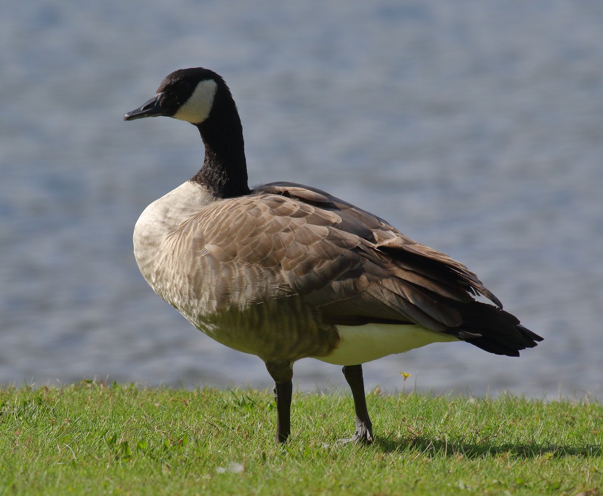 Canada Goose (moffitti/maxima) - Greg Gillson