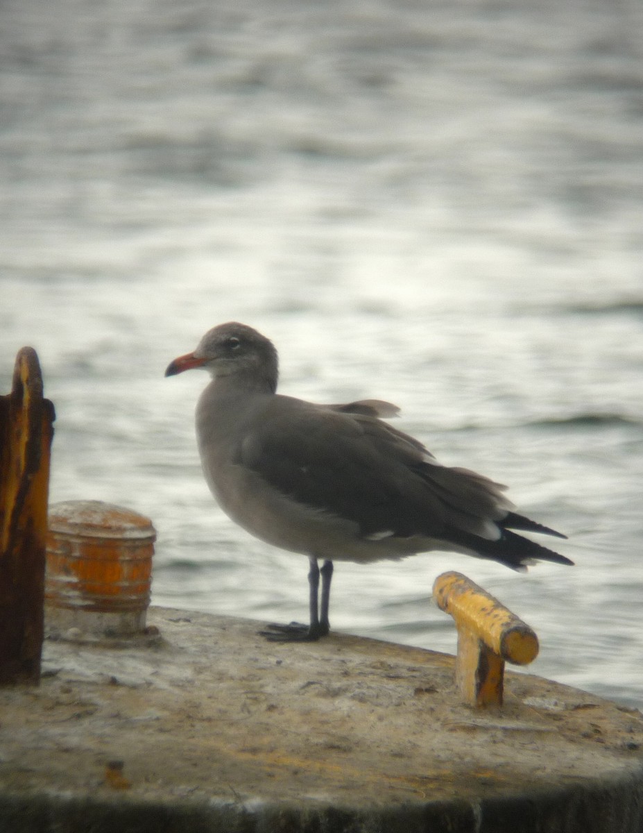 Heermann's Gull - Stuart Nelson