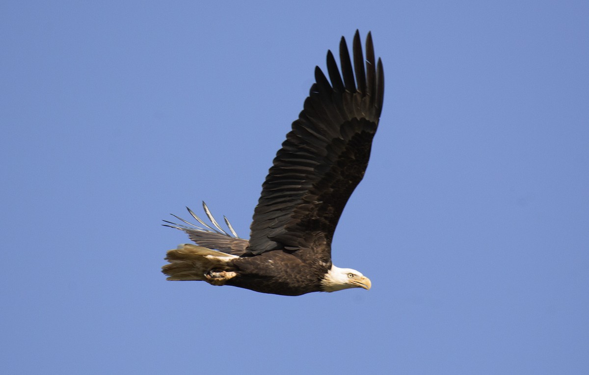 Bald Eagle - Mike Lathroum