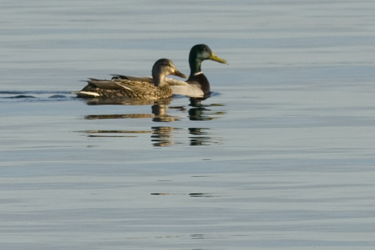 Mallard - ML26962831