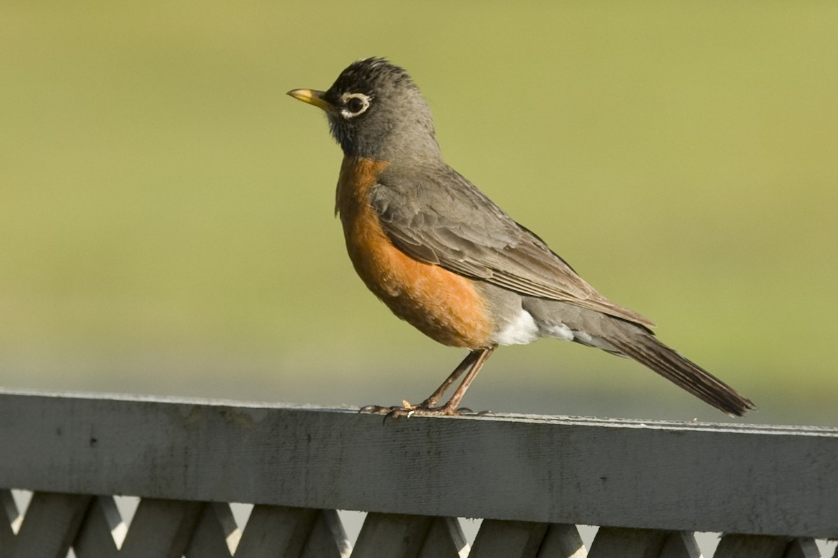 American Robin - ML26962851