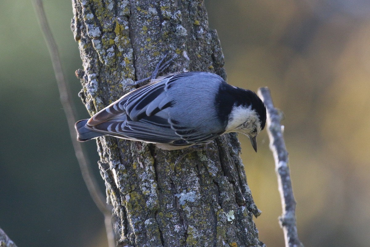 White-breasted Nuthatch - ML269629481