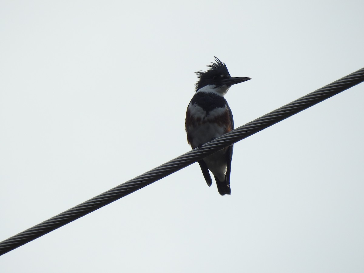 Belted Kingfisher - ML269630571