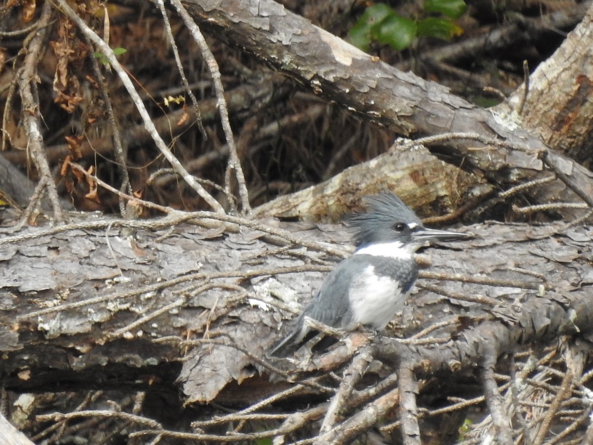 Belted Kingfisher - ML269630581