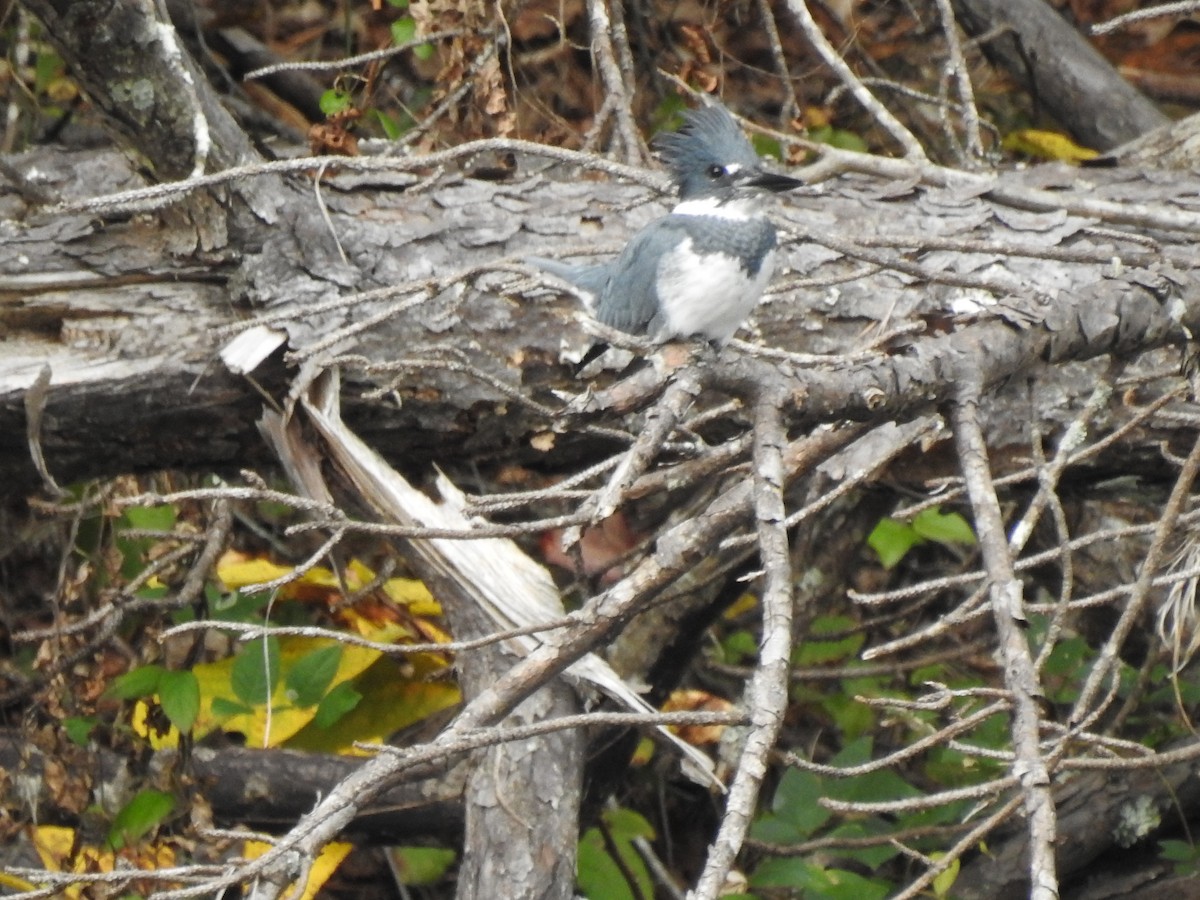 Belted Kingfisher - ML269630591