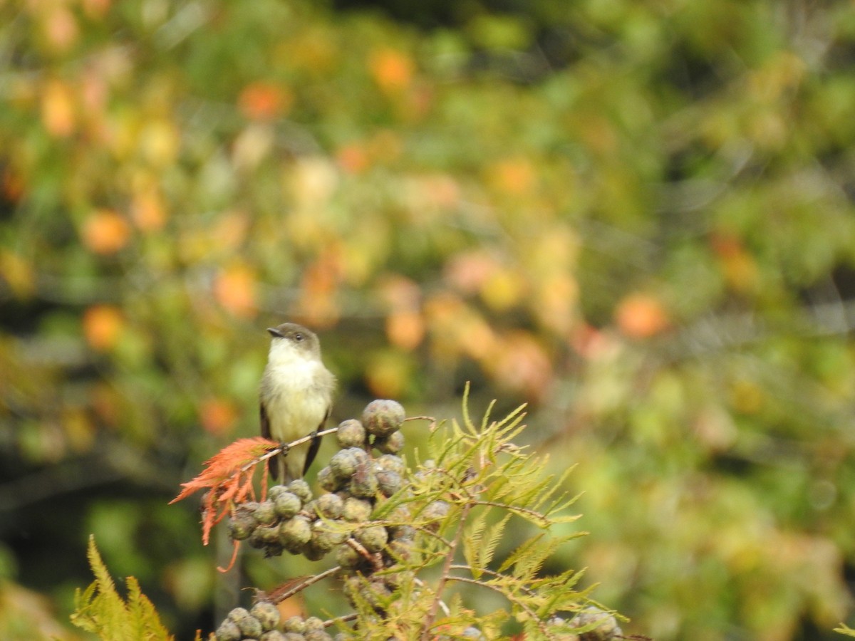 Eastern Phoebe - ML269630701