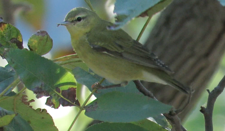 Tennessee Warbler - Barb Thomascall