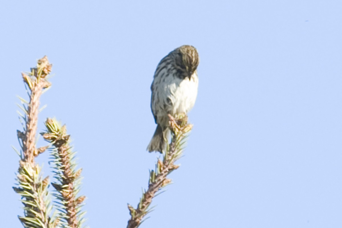 Savannah Sparrow - ML26963171