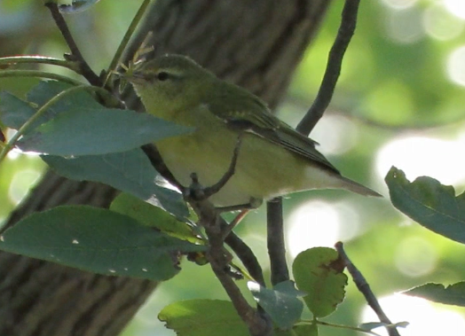 Tennessee Warbler - Barb Thomascall