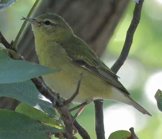 Tennessee Warbler - Barb Thomascall