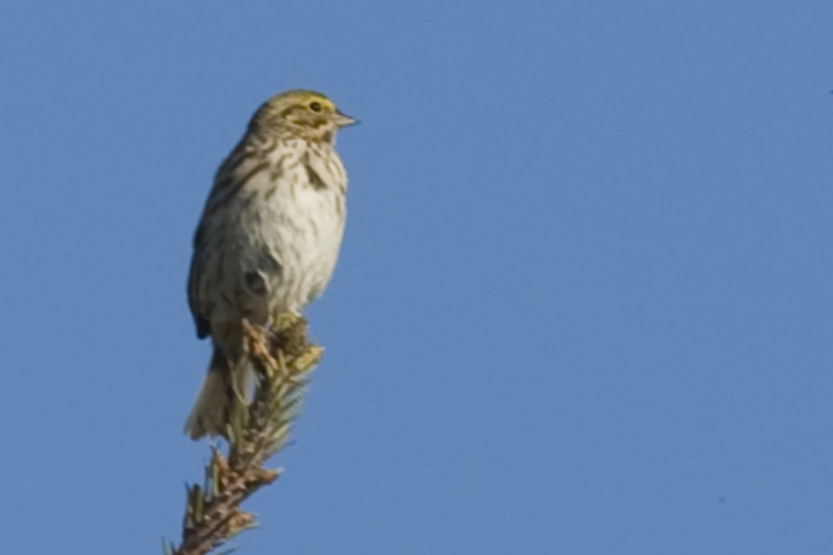 Savannah Sparrow - ML26963181