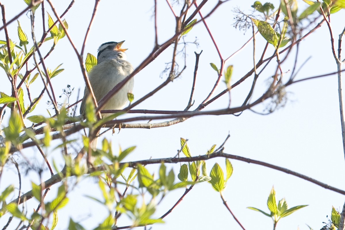 White-crowned Sparrow - ML26963191