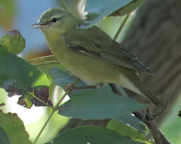Tennessee Warbler - Barb Thomascall