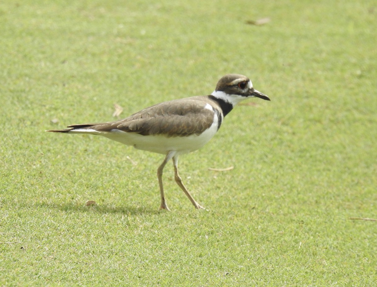 Killdeer - ML269632011