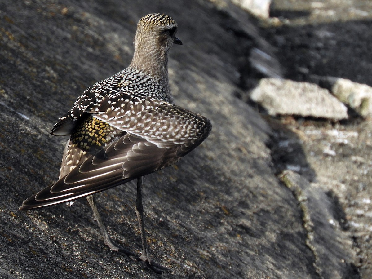 American Golden-Plover - ML269632141