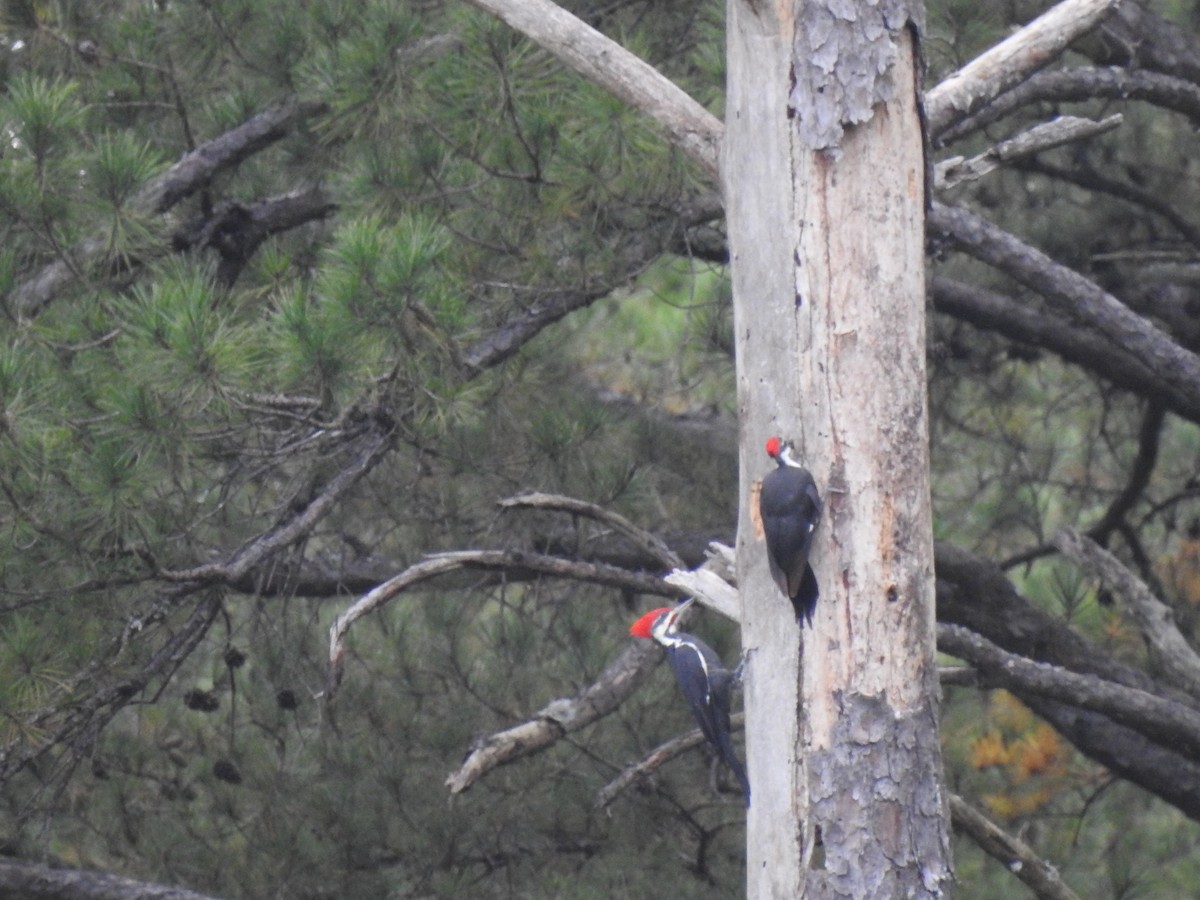 Pileated Woodpecker - ML269632311