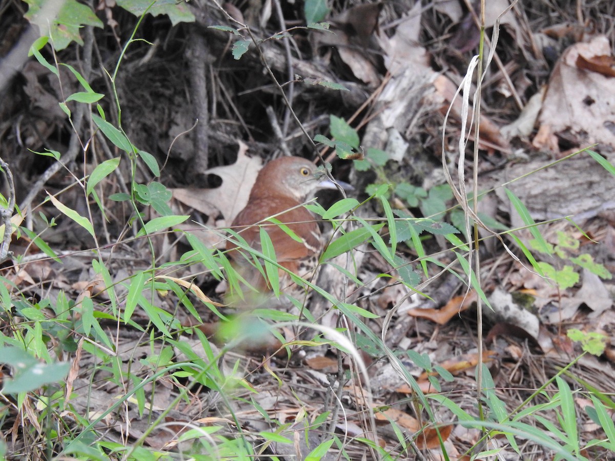 Brown Thrasher - ML269632451