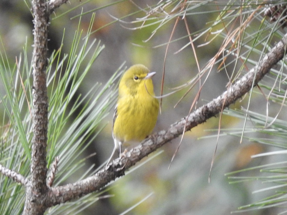 Pine Warbler - ML269632491