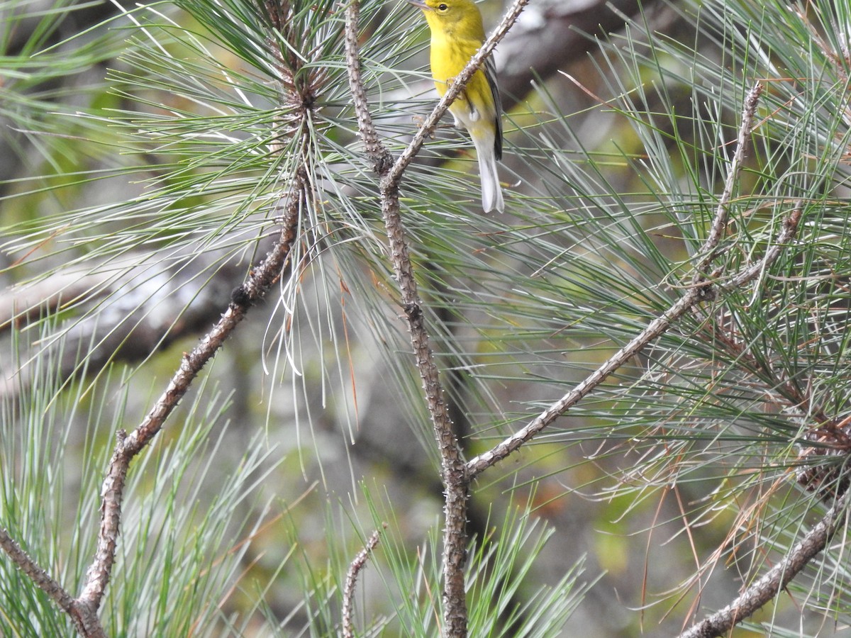 Pine Warbler - ML269632521
