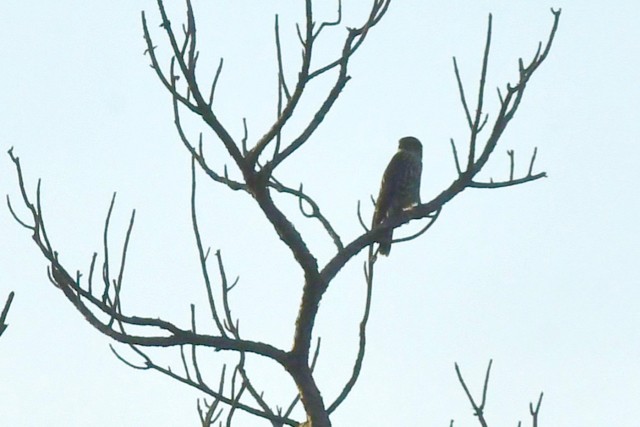 Peregrine Falcon - barbara segal