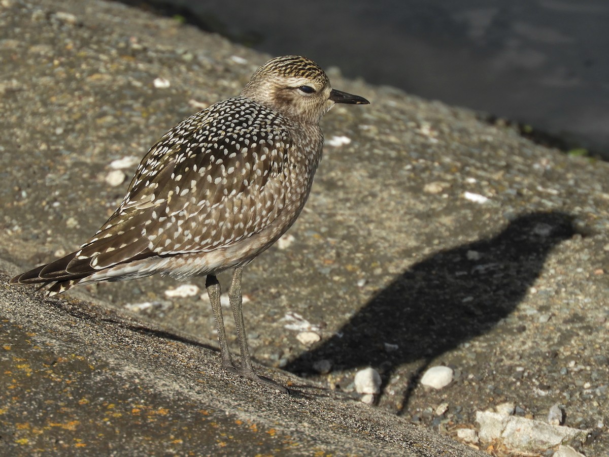 American Golden-Plover - ML269633211