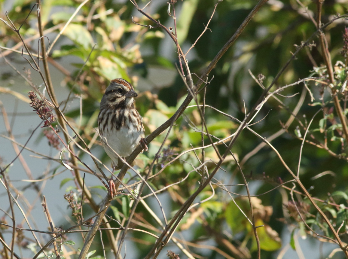 Song Sparrow - ML269634171