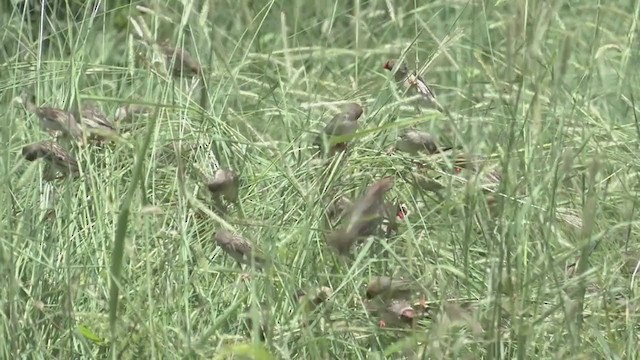 Red-billed Quelea - ML269634421