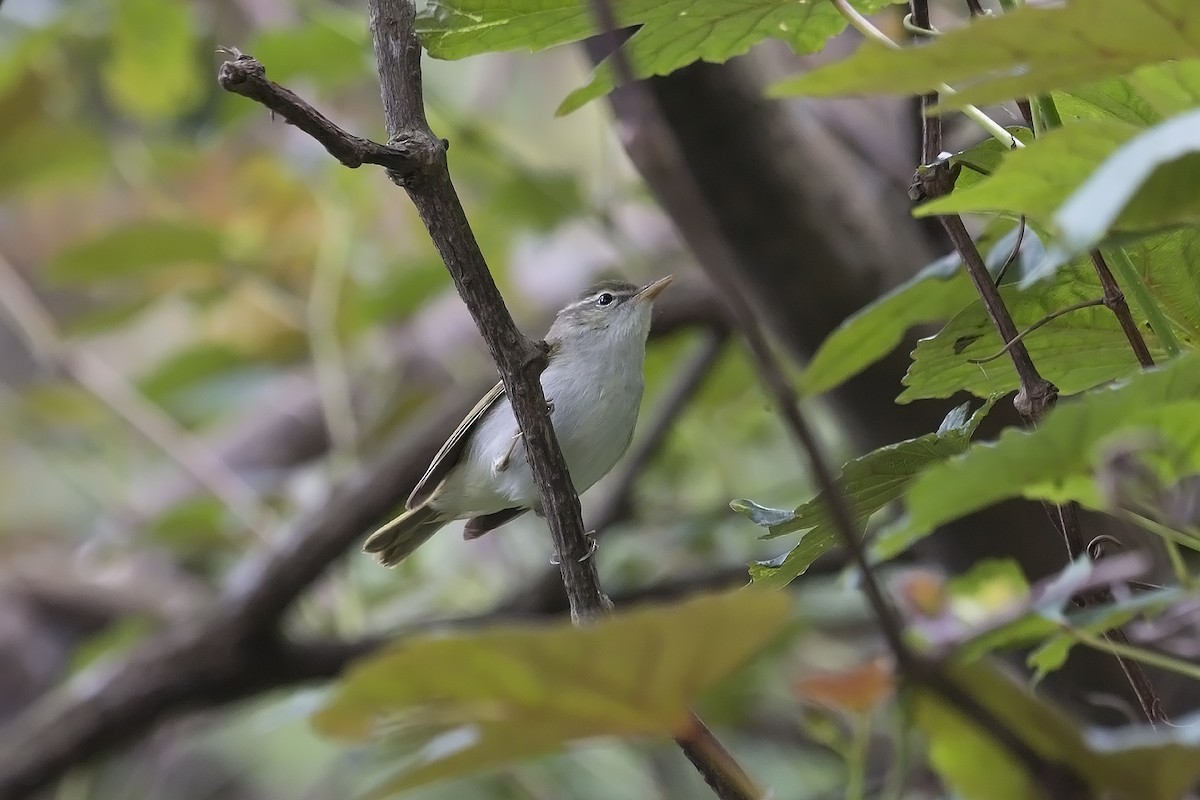 Ijima's Leaf Warbler - Irving Lu