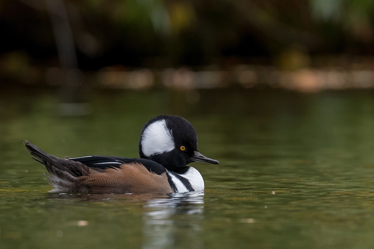 Hooded Merganser - ML269638401