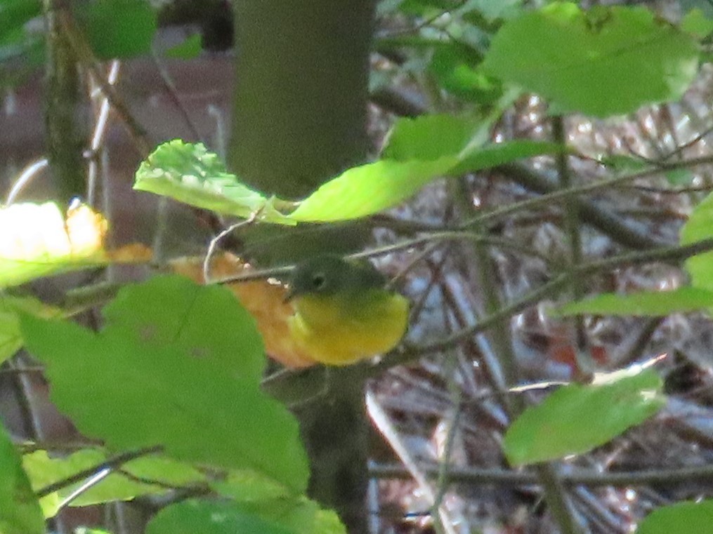 Magnolia Warbler - ML269639141