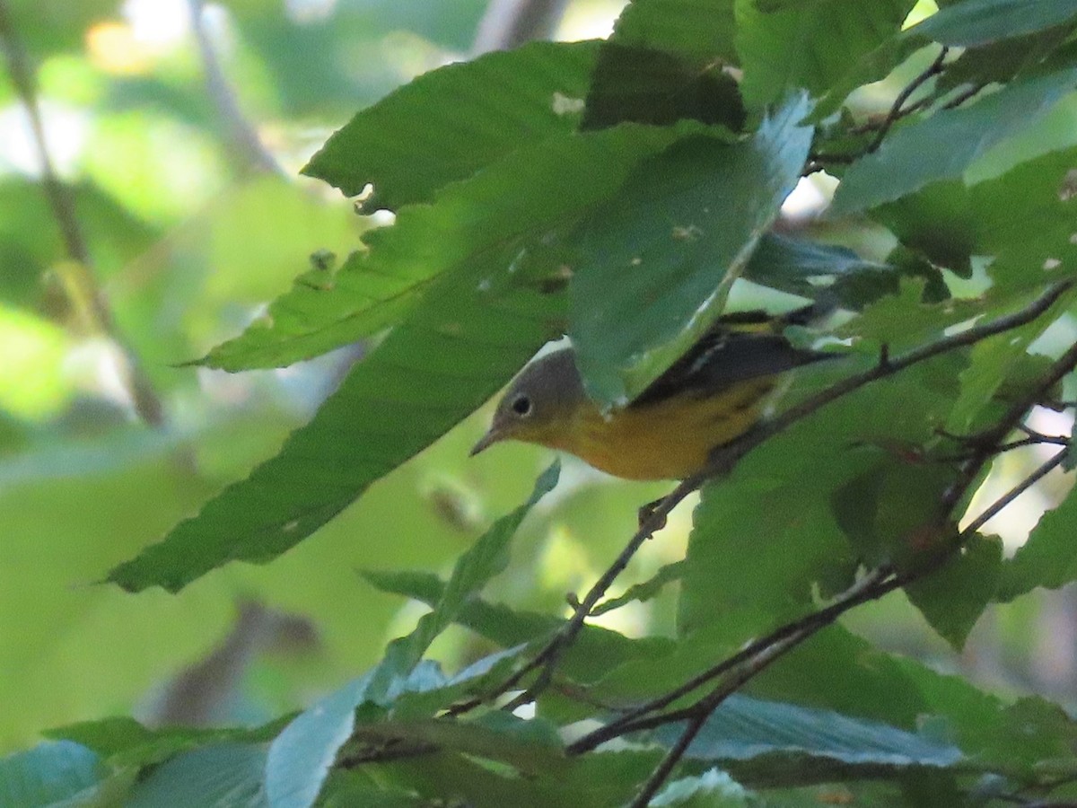 Magnolia Warbler - ML269639161