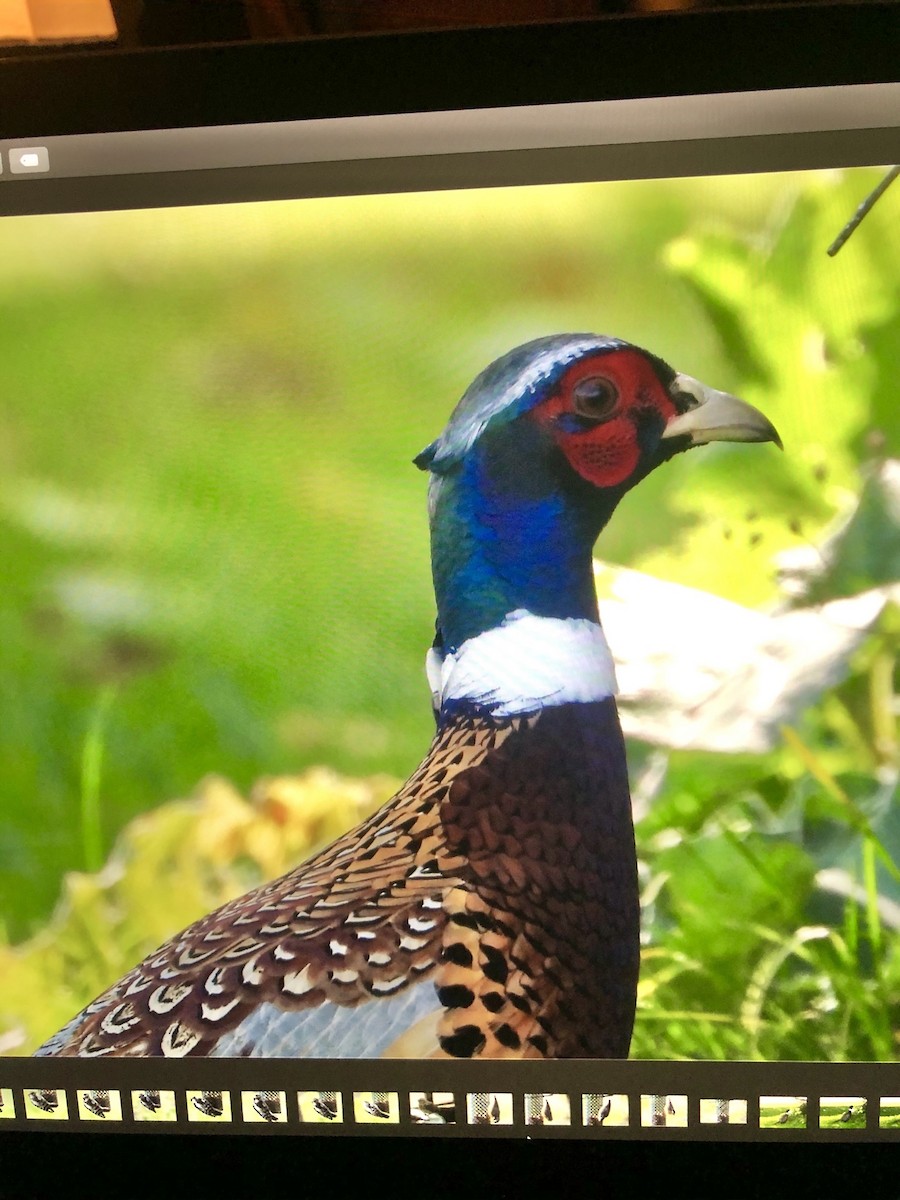 Ring-necked Pheasant - ML269640511