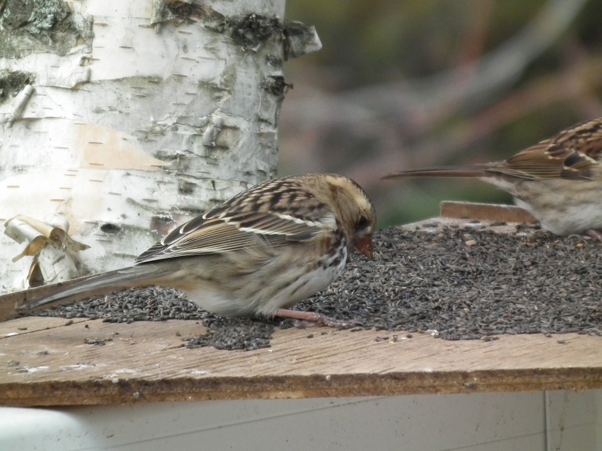 Harris's Sparrow - ML269642331