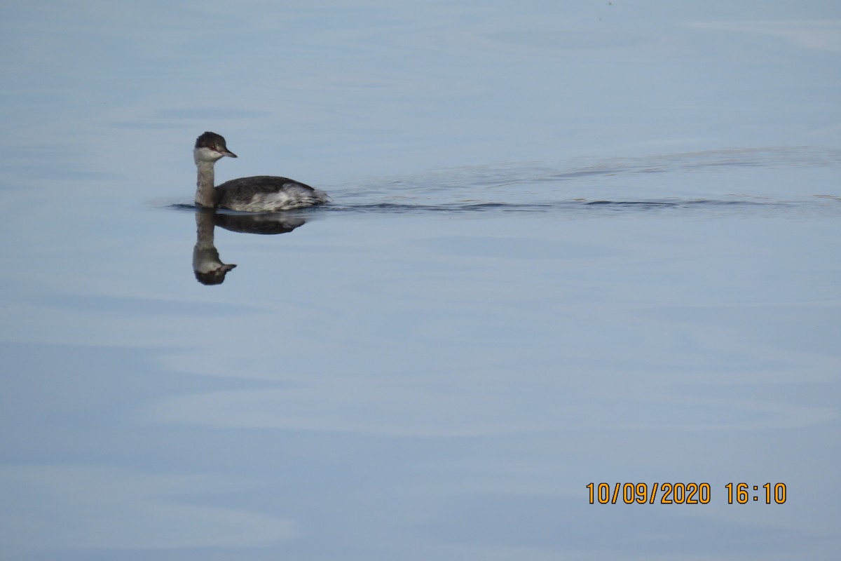 Horned Grebe - ML269643681