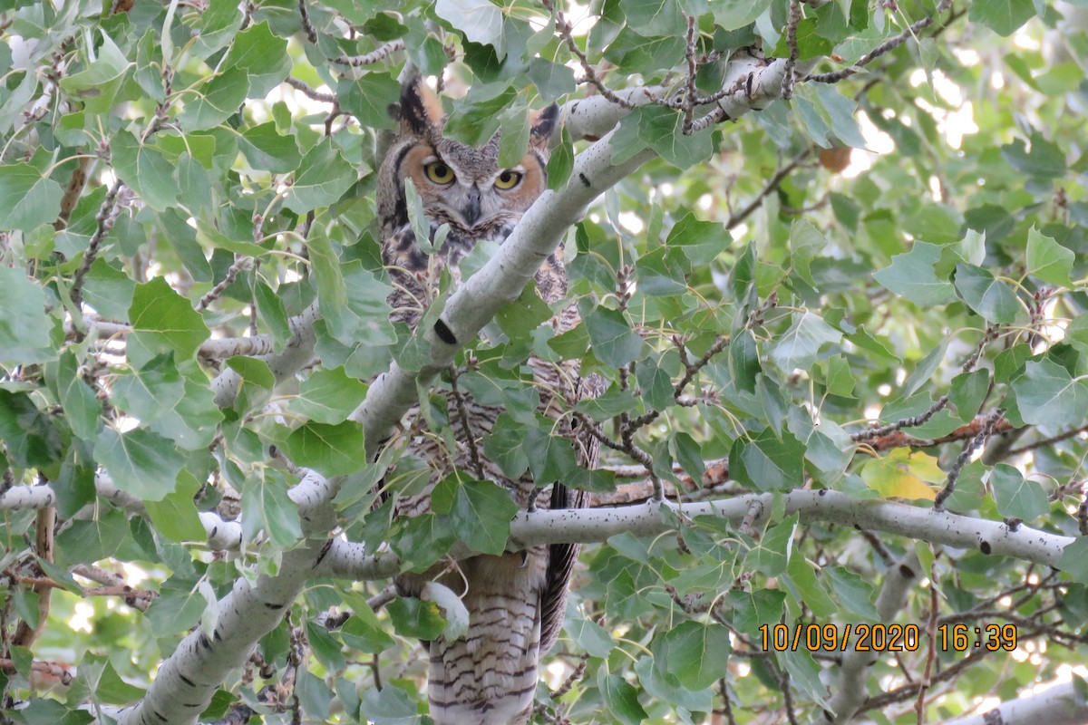 Great Horned Owl - ML269643991