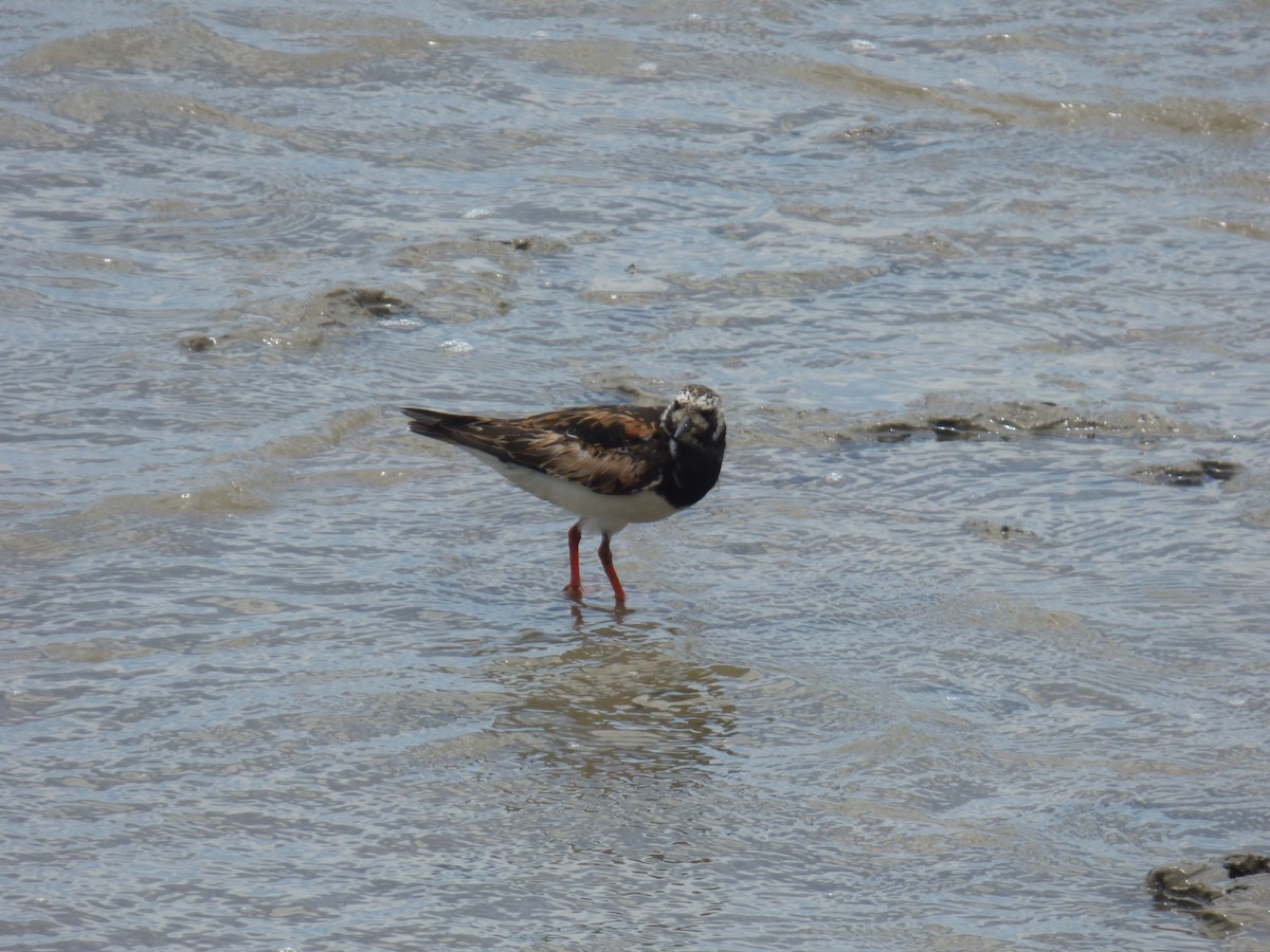 Ruddy Turnstone - ML269644171